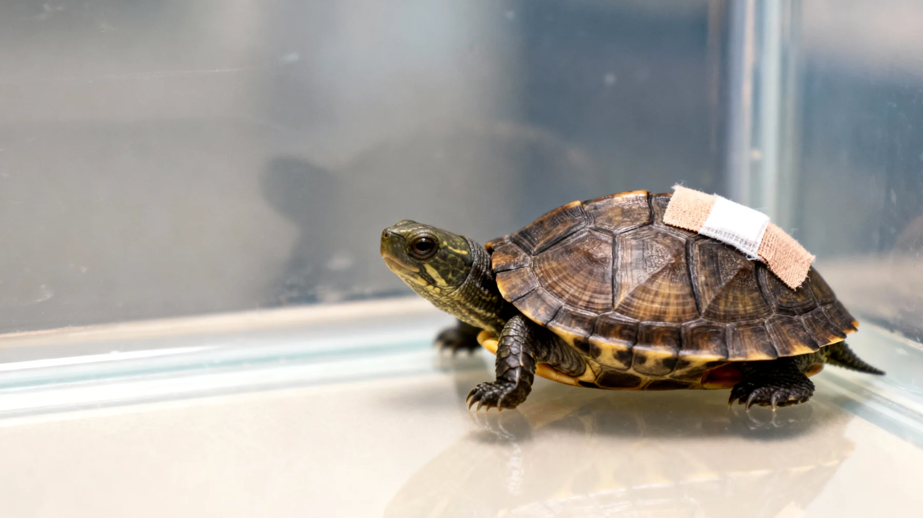 Verhaltensänderungen und Anpassungsschwierigkeiten bei Schildkröten nach medizinischen Eingriffen"